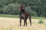BRAQUE ALLEMAND 075